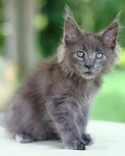 Chaton Maine Coon, View more