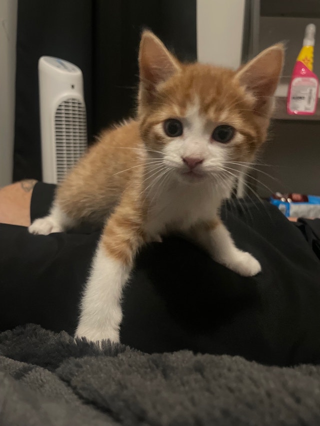 Male Kitten Needing Home Cats & Kittens for Rehoming City of