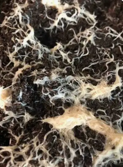 White Worms for Fish Food, View more