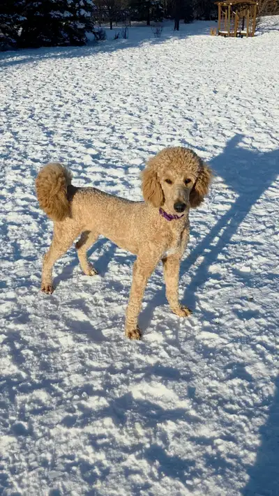 Standard Poodle Puppies, View more