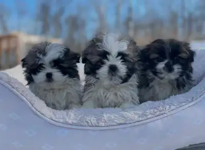 shih tzu puppies for sale, View more