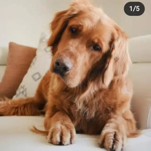 Golden Retriever Puppies *SOLD* in Dogs & Puppies for Rehoming in Winnipeg - Image 6