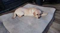 Lab pups for sale 