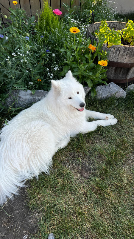 Looking for Samoyed male for breeding my girl! in Animal & Pet Services in Calgary - Image 2