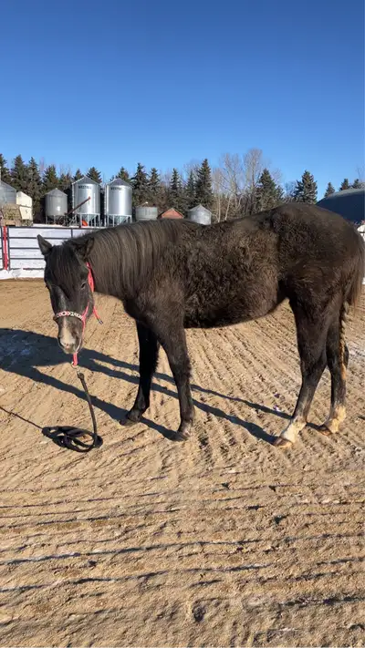 2 year old registered AQHA filly, View more