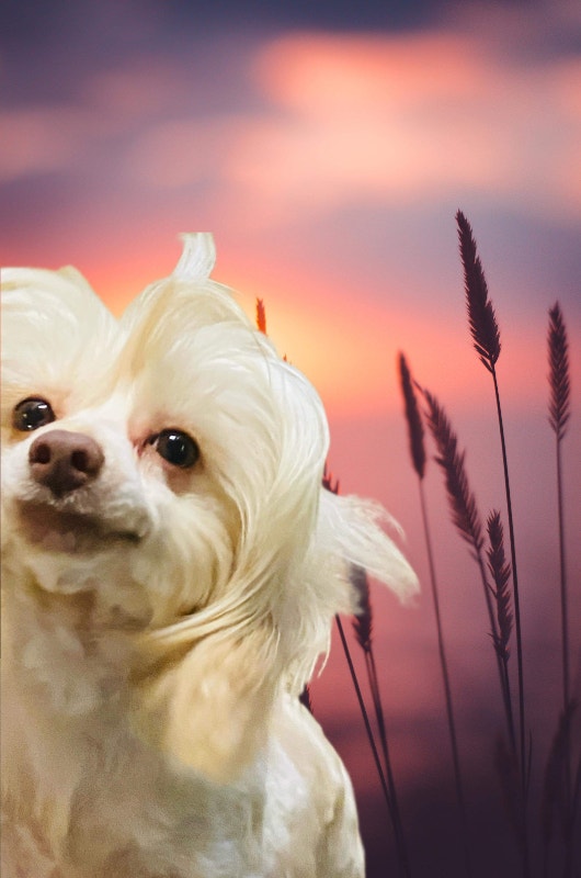 Chinese Crested Powder Puff! Dogs & Puppies for Rehoming Brantford