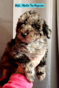 One , Male ,Miniature Merle Male Toy Poodle 2nd Shots