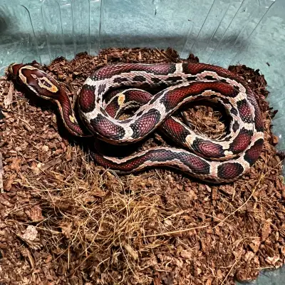 Okeetee Corn Snake, View more