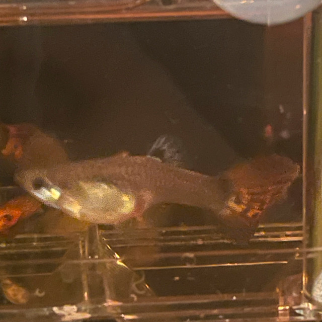 Assorted Female Guppies | NEED GONE FAST! in Fish for Rehoming in Mississauga / Peel Region - Image 4