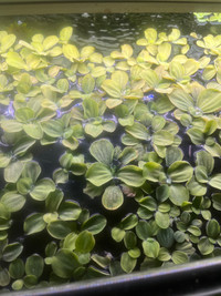 Water lettuce floating plant