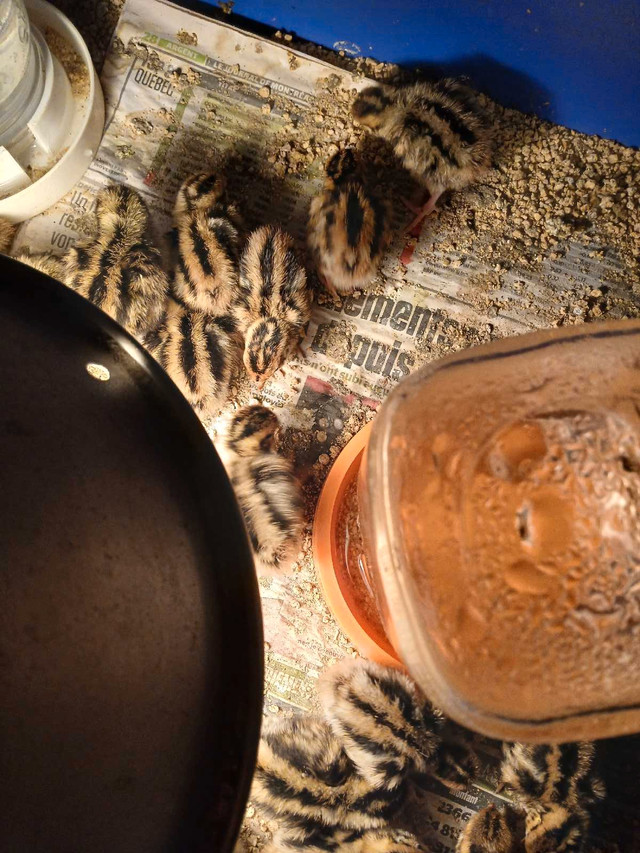 cailles à vendre  dans Animaux de ferme  à Trois-Rivières - Image 3