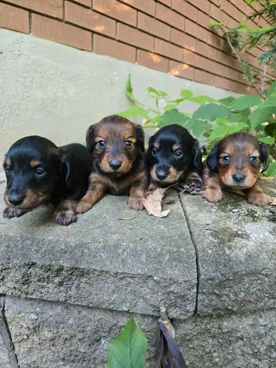 Dachshund puppies ready for new homes mid July, View more