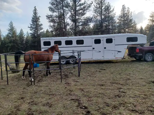 2012 Arabian Mare in Horses & Ponies for Rehoming in Cranbrook - Image 4