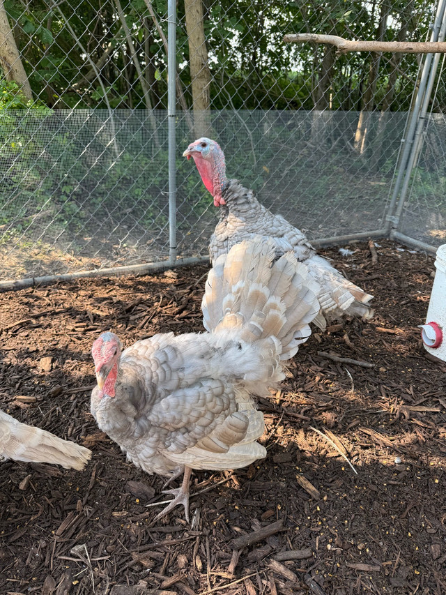 Blue Slate Turkeys in Livestock in Chatham-Kent