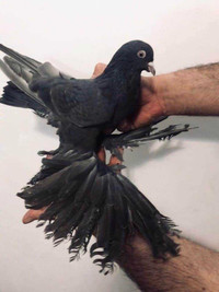 Tow pigeons male for sell