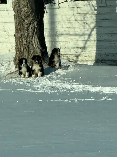 Purebred Border Collie Pups, View more
