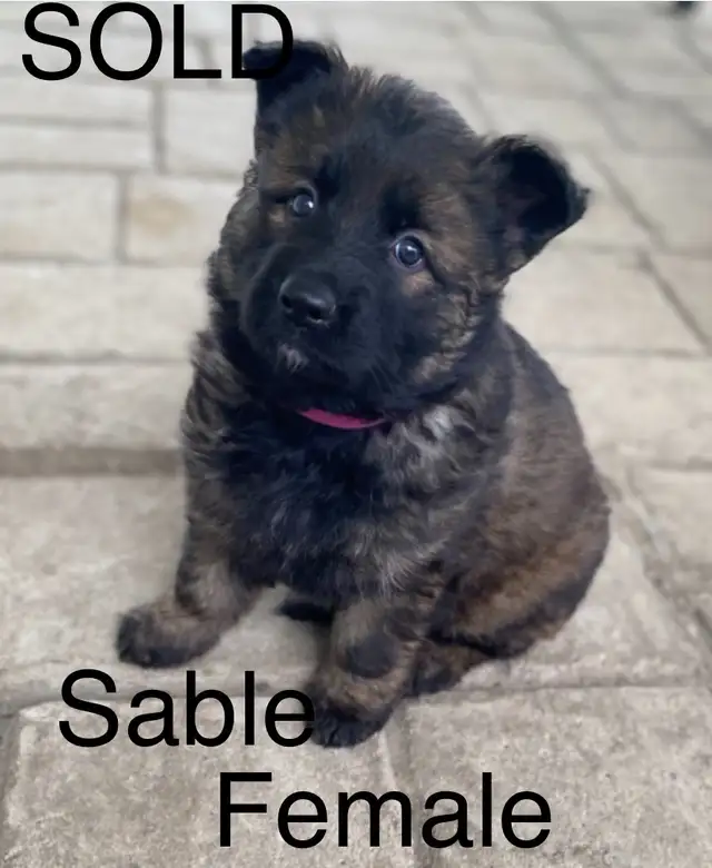 ALL SOLD PENDING PICKUP!! CKC REGISTERED   PUPS in Dogs & Puppies for Rehoming in Edmonton - Image 3