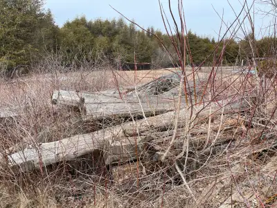 free old log beams, View more