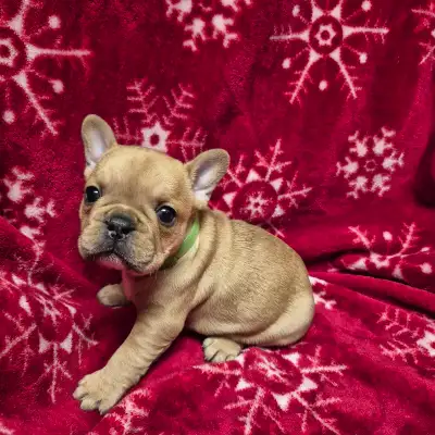 French Bulldog Puppies, View more