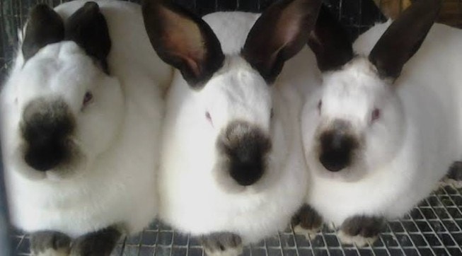 Purebred Californian Rabbit kids always available Labroquerie W ...