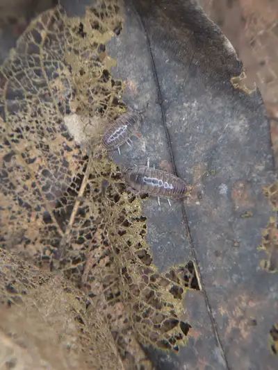 Curly Isopods - Cylisticus convexus, View more