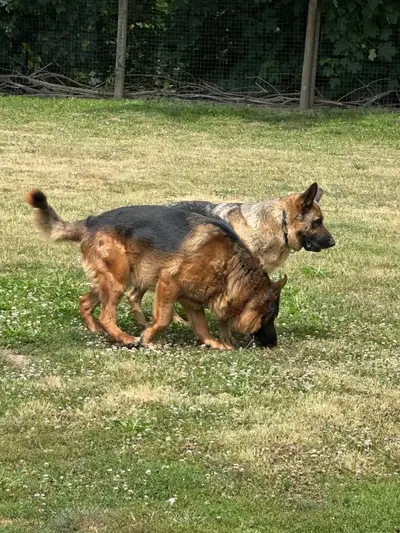 German shepherd puppies, View more