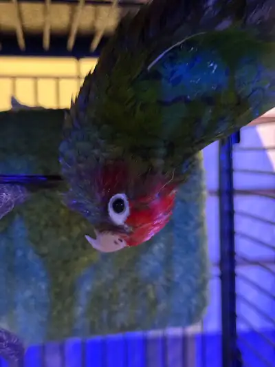 Red capped conure for sale. $879. Sex unknown. Loads of personality, and quirky. Located at 30 Farnh...