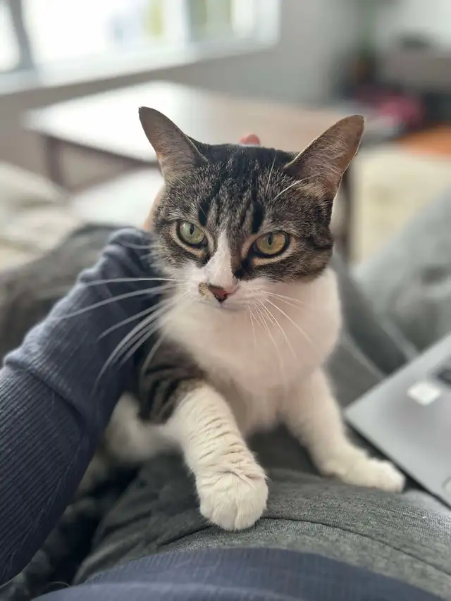 Chatte adorable cherche sa maison tranquille in Cats & Kittens for Rehoming in Drummondville - Image 3