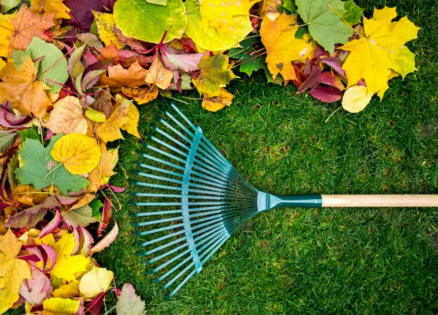  FALL CLEAN UP & LEAF REMOVAL – GTA 