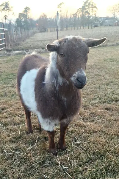 Goat depolled wether , View more
