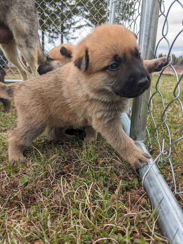 Belgian Malinois X German Shepherd Pups  in Dogs & Puppies for Rehoming in North Bay