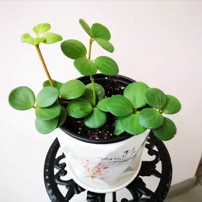 Peperomia Hope with 5-inch plastic pot, View more