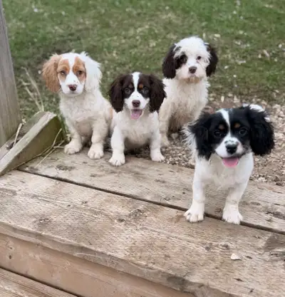 Cavapoo puppies, View more