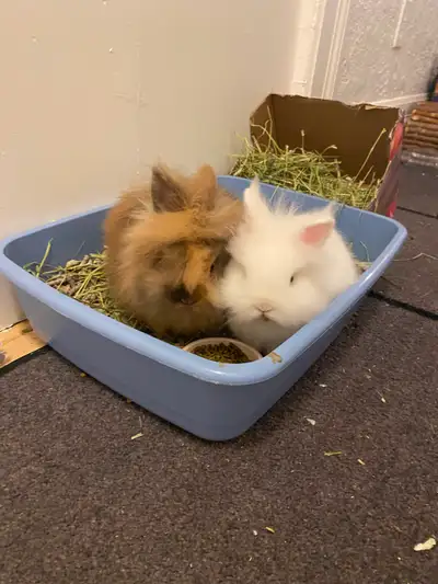 Bonded baby Bunnies (Must go together) Male and Female, View more
