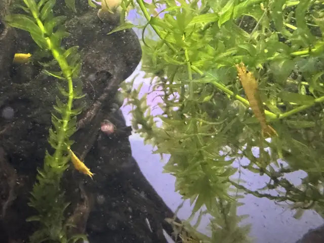 Yellow neocaridina x10 in Fish for Rehoming in City of Montréal - Image 3