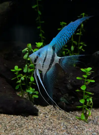 Blue male angelfish, View more