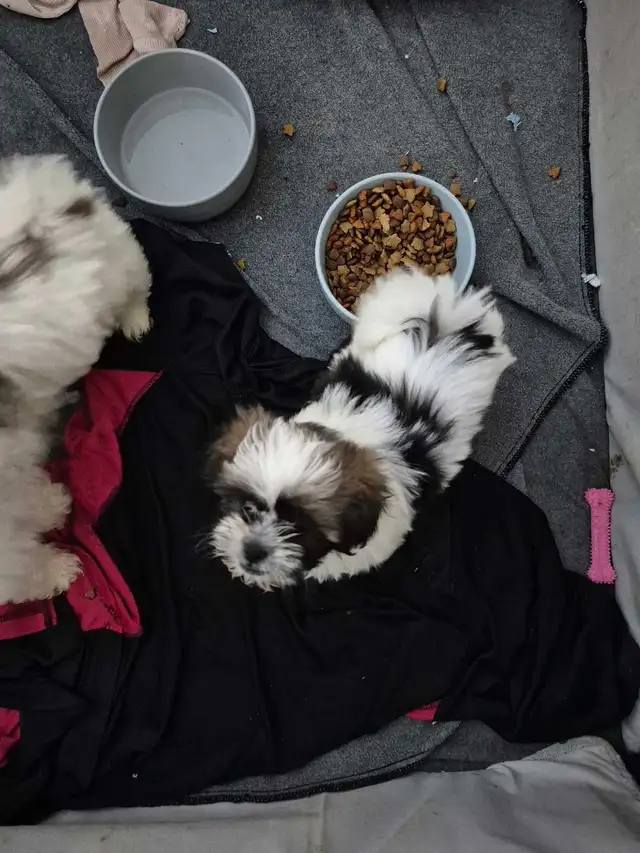 Shihtzu puppies sold pending pick up in Dogs & Puppies for Rehoming in Owen Sound - Image 5