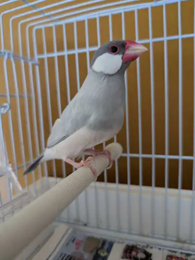 I'm offering a beautiful two years old male Java Finch, a delightful addition to any bird lover's ho...