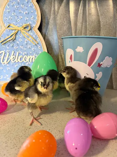 Currently have x6 Ameraucana chicks available! They hatched out March 16th. They are from Molted gre...