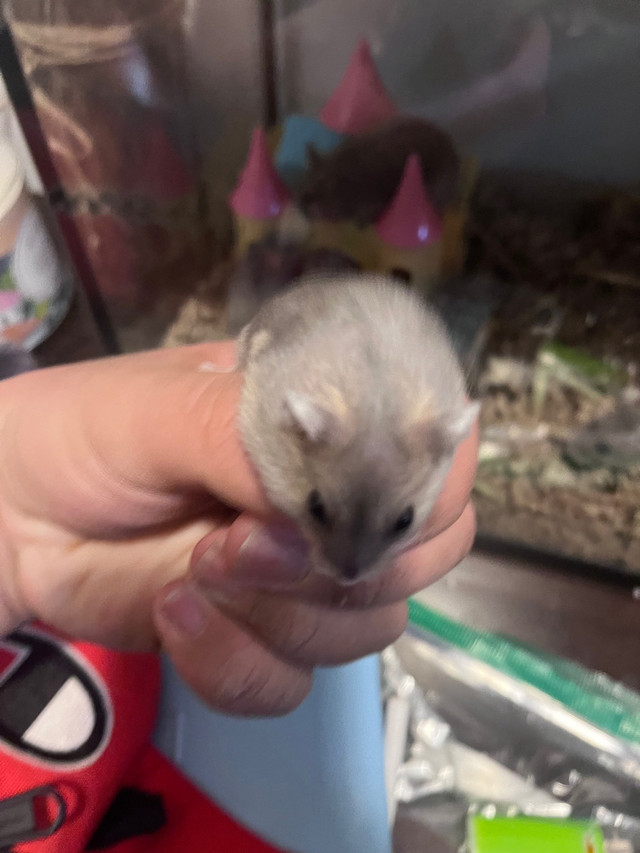 Baby to adolescent hamsters 20$!!! dans Petits animaux à adopter  à Ville de Montréal - Image 2