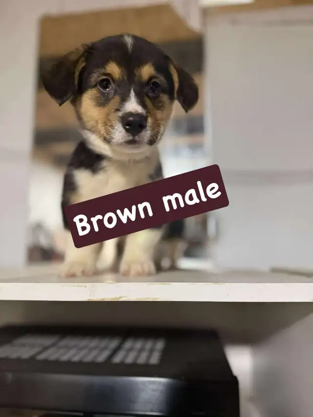 Pembroke Welsh Corgi in Dogs & Puppies for Rehoming in City of Toronto - Image 4