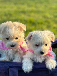 Tiny Morkie puppies 
