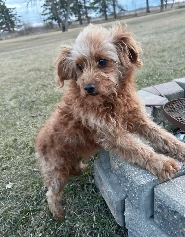 Purebred male Poodle in Dogs & Puppies for Rehoming in Winnipeg - Image 3
