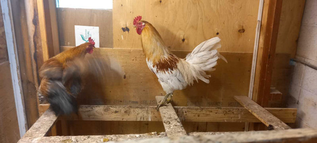 Coq poule dans Animaux de ferme  à Ville de Montréal - Image 3