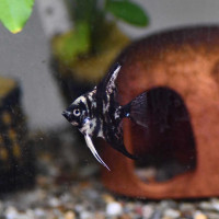 Gold Black Marble Angelfish. Dime Size