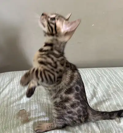 Bengal Kittens, View more