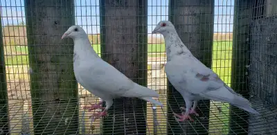 homing pigeons , View more