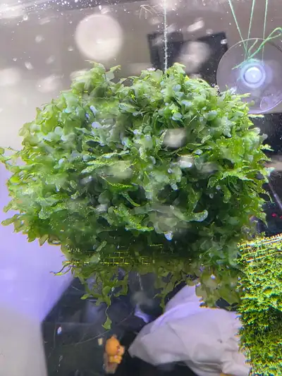 Subwassertang moss (aquatic moss), View more