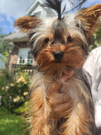 Purebred Yorkie puppy ready for rehoming (SOLD)