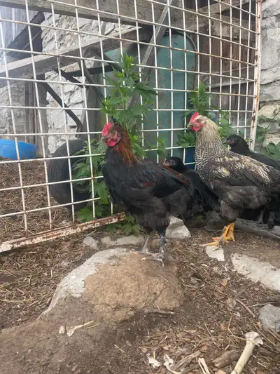 Have an extra BCM rooster Located in Marmora